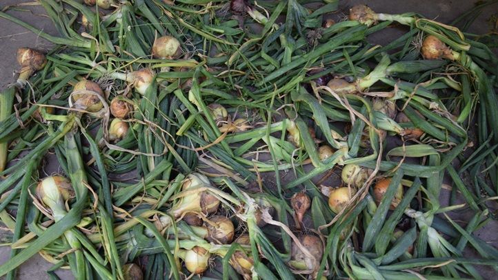A vöröshagyma betakarítása - Hol vágjuk le a gumók szárát? Fotó: Kárpátinfo/Kovács Elemér