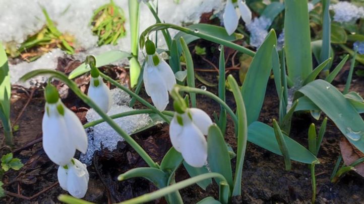 A korai kitavaszodás veszélyei - Készüljünk a lemosó permetezésre