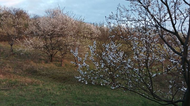 Lopakodó szélsőségek - Gyümölcsfáink nehezen alkalmazkodnak a szélsőségekhez. Fotó: Kárpátinfó/ Kovács Elemér