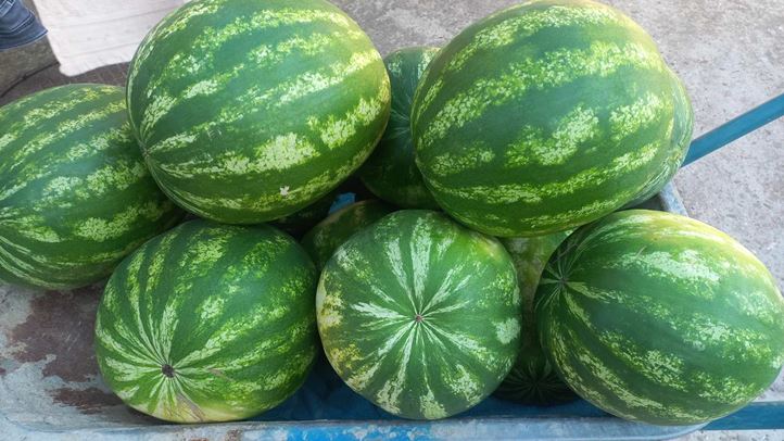 Végéhez közeledik a dinnyeszezon - Sikerek és csalódások