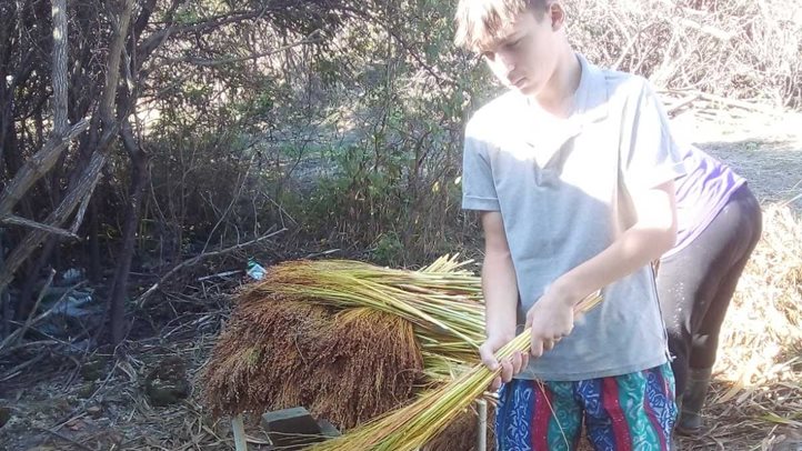 Befejezéshez közeledik a cirok betakarítása - Nagyobb haszonban reménykednek a gazdák. Fotó: Kárpátinfo/Kovács Elemér