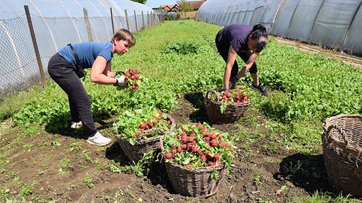 Változó trendek a zöldségpiacon - A retek mindent kibír. Fotó: Kárpátinfó/ Kovács Elemér