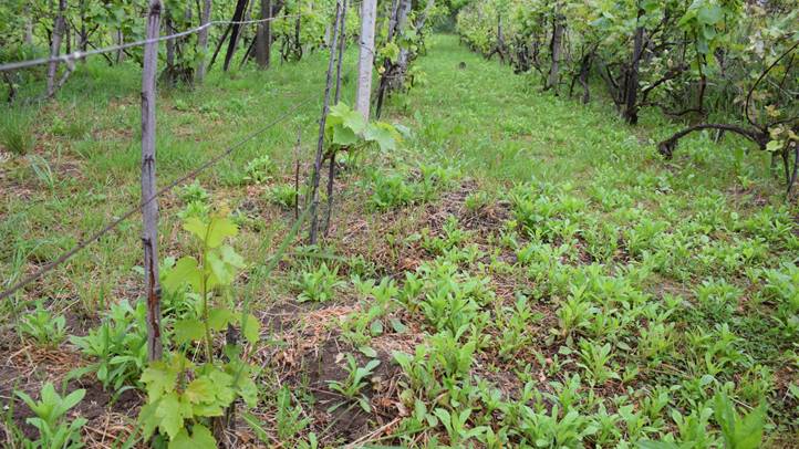 Kártétel fűkaszával - A szőlő kapásnövény! Fotó: Kárpátinfo/ Kovács Elemér