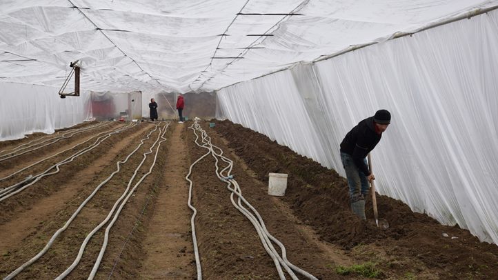 Jó évet várnak a fóliás zöldségtermesztők - Csongoron már az uborkapalánták kiültetésére készülnek. Fotó: Kárpátinfó/ Kovács Elemér