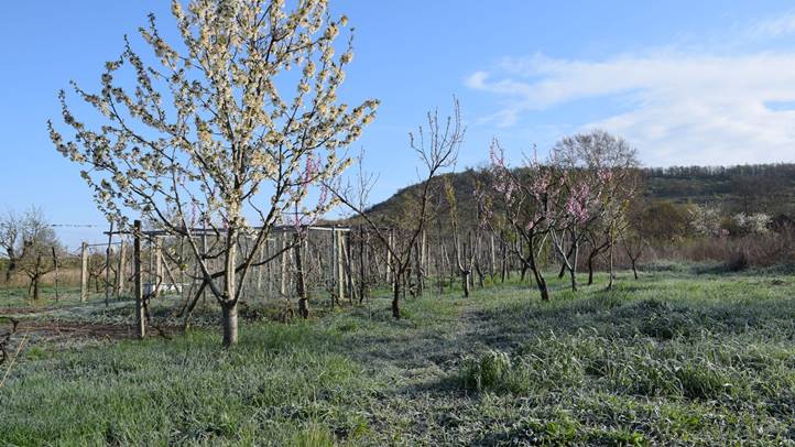 Hatalmas a fagykár gyümölcsöseinkben - Oda a barack- és a szilvatermés jelentős része. Fotó: Kárpátinfó/ Kovács Elemér