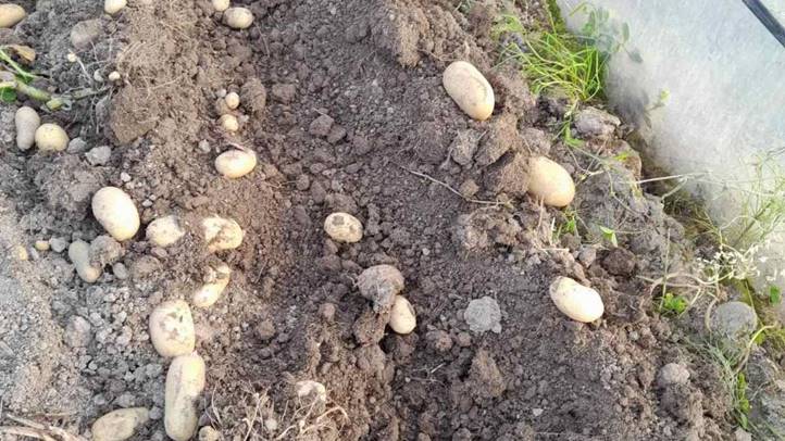 Újburgonya: jön a szabadföldi - Csökkenő termőterület. Fotó: Kárpátinfo/Kovács Elemér