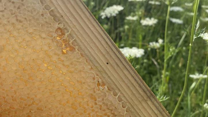 Méhészet: jól fizet az akác - Vevő kerestetik. Fotó: Kárpátinfo/Kovács Elemér