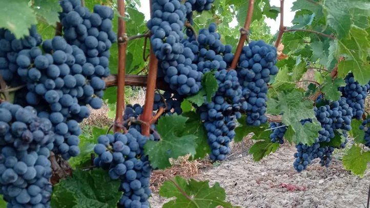 Szőlőtermesztés 2024 – Kihívások és válaszok - Előtérben az okszerű növényvédelem. Fotó: Kárpátinfó/ Kovács Elemér