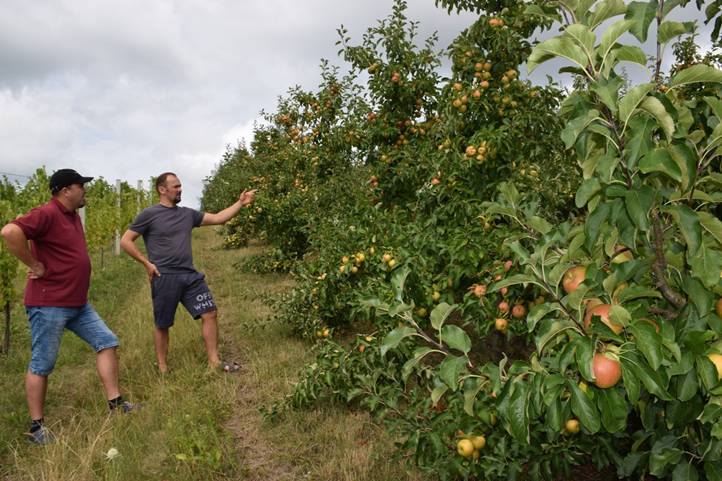 Alma, te drága! - Alacsony hozamok, magas árak? Fotó: Kárpátinfó/ Kovács Elemér