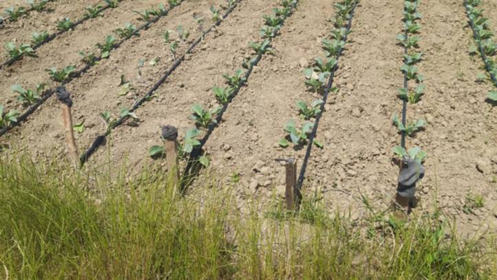 Agrárium – 2025 - Ungvidéken is az aszály jelenti a legnagyobb gondot. Fotó: Kárpátinfó/ Kovács Elemér