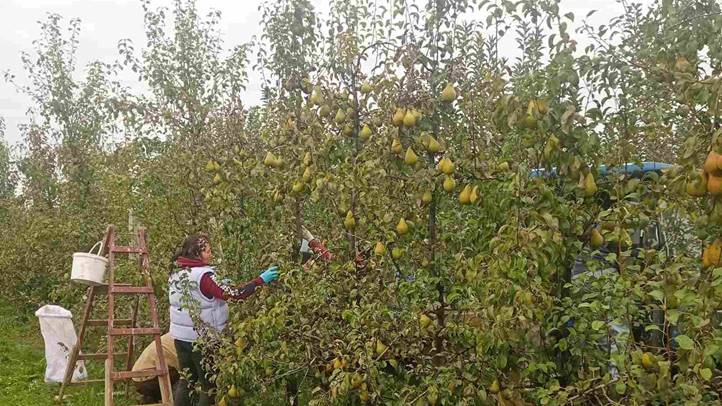 Almatermesztés 2024 - Jelentős aszálykárokkal. Fotó: Kárpátinfó/ Kovács Elemér
