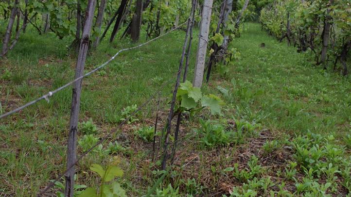 Kártétel fűkaszával - A szőlő kapásnövény! Fotó: Kárpátinfo/ Kovács Elemér