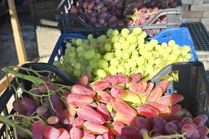 Érik a csemegeszőlő a fóliaházakban - Ez lenne a jövő?