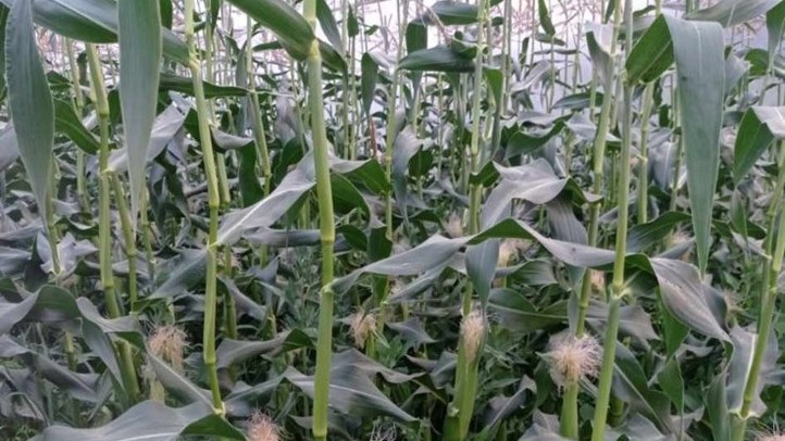 Piacon az első tételek - Csemegekukoricát tessék!  Fotó: Kárpátinfo/Kovács Elemér