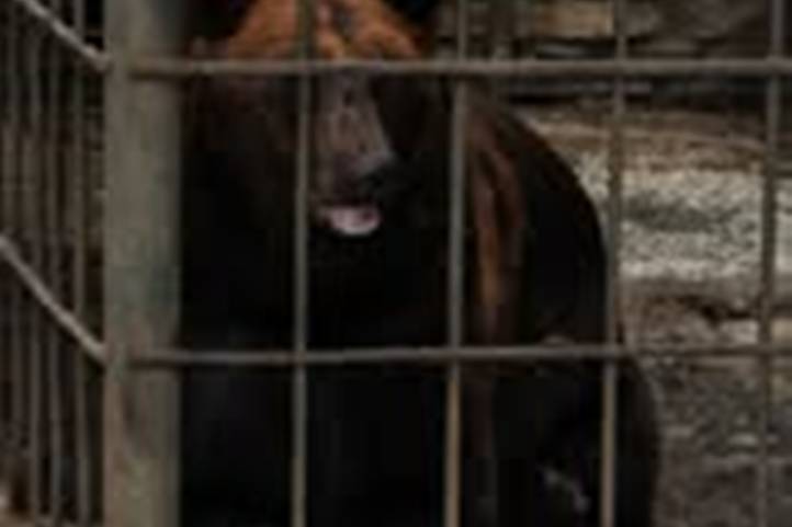 Potap medve (Forrás: Facebook.com/Four Paws)