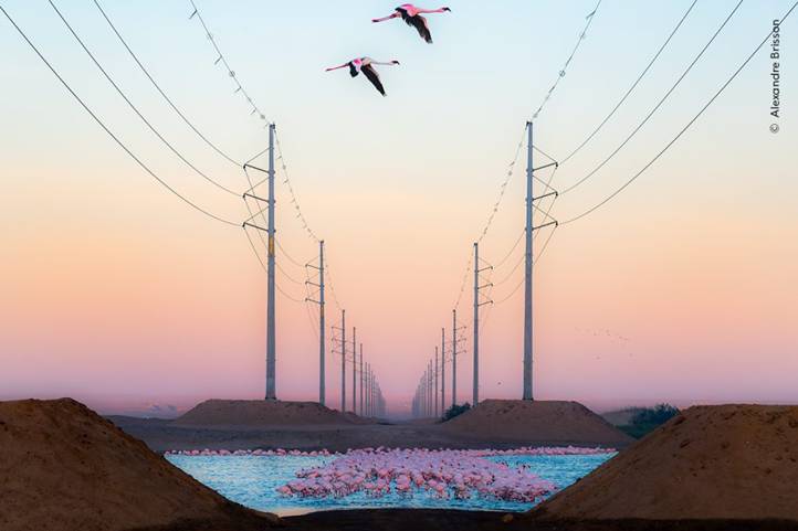 „A szépség és a szörnyeteg” (Beauty Against the Beast) –Alexandre Brisson (Svájc) (Forrás: Wildlife Photographer of the Year﻿ Facebook-oldala)