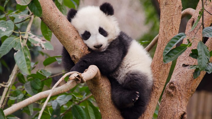 Pandaikrek születtek Hongkongban