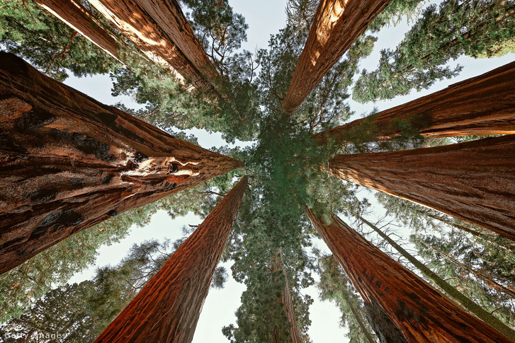Égbe nyúló óriás mamutfenyők a Sequoia Nemzeti Parkban, Kaliforniában Fotó: Marji Lang / Getty Images Hungary