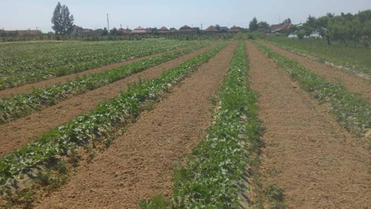 Megkezdődött a dinnyeszezon - Kisebb termés, jobb minőség. Fotó: Kárpátinfó/ Kovács Elemér