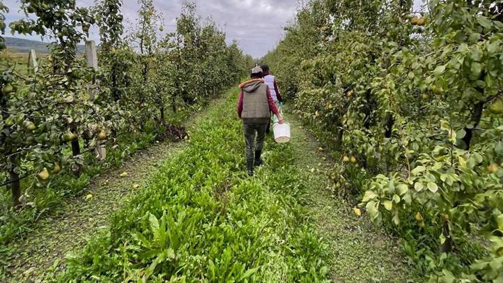 Almatermesztés 2024 - Jelentős aszálykárokkal. Fotó: Kárpátinfó/ Kovács Elemér