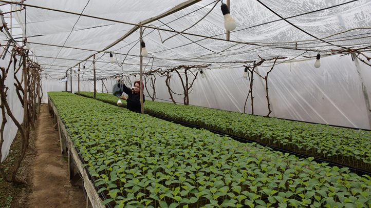 Jó évet várnak a fóliás zöldségtermesztők - Csongoron már az uborkapalánták kiültetésére készülnek. Fotó: Kárpátinfó/ Kovács Elemér