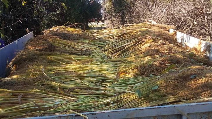 Befejezéshez közeledik a cirok betakarítása - Nagyobb haszonban reménykednek a gazdák. Fotó: Kárpátinfo/Kovács Elemér