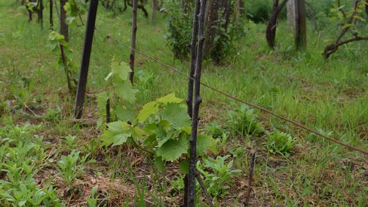 Kártétel fűkaszával - A szőlő kapásnövény! Fotó: Kárpátinfo/ Kovács Elemér