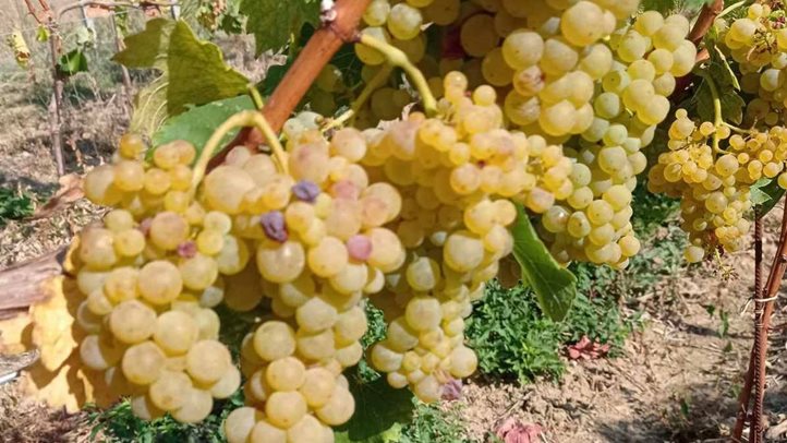 Szőlőtermesztés 2024 – Kihívások és válaszok - Előtérben az okszerű növényvédelem. Fotó: Kárpátinfó/ Kovács Elemér