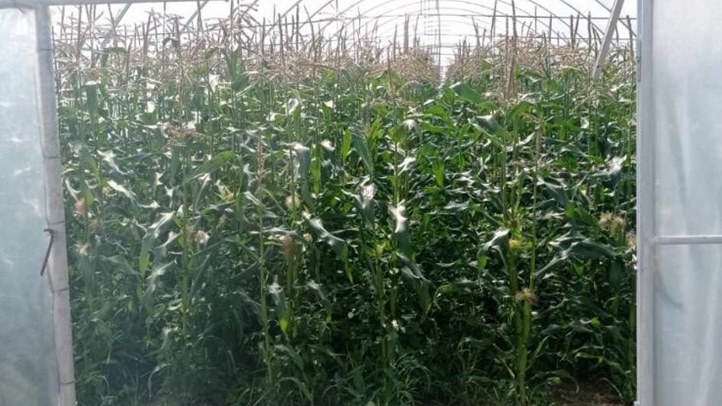 Piacon az első tételek - Csemegekukoricát tessék!  Fotó: Kárpátinfo/Kovács Elemér