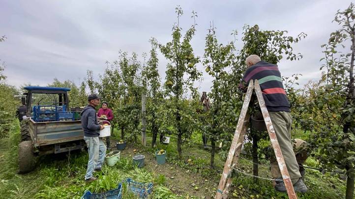 Almatermesztés 2024 - Jelentős aszálykárokkal. Fotó: Kárpátinfó/ Kovács Elemér