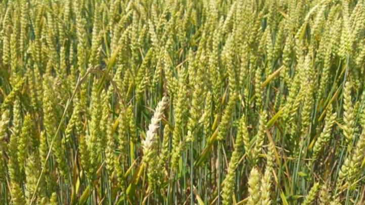 Agrárium – 2025 - Ungvidéken is az aszály jelenti a legnagyobb gondot. Fotó: Kárpátinfó/ Kovács Elemér