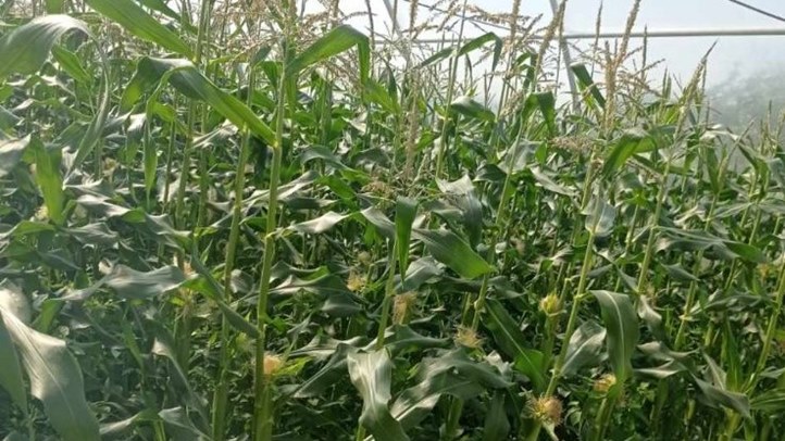 Piacon az első tételek - Csemegekukoricát tessék!  Fotó: Kárpátinfo/Kovács Elemér