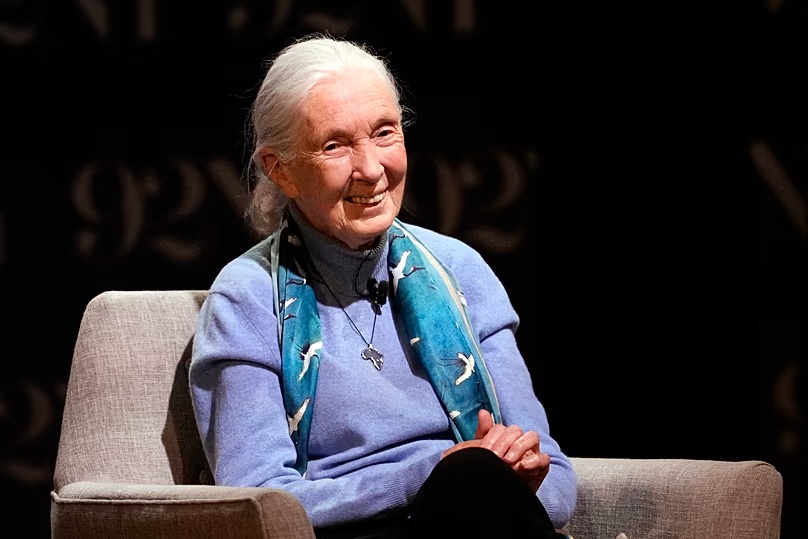 Jane Goodall a 92NY színpadán 2023. október 1-jén, New Yorkban. Credit: AP Photo
