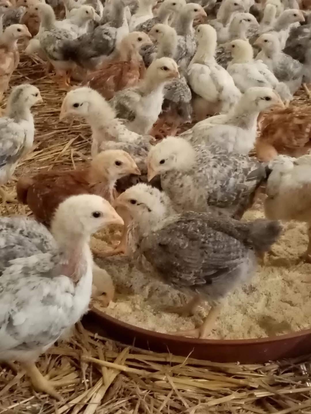 Elrajtolt a csibeszezon - Kedvező időjárásra várva