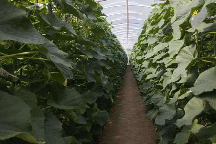 Zöldségdömping szeptember közepén? - Az árufeltorlódás lehetséges okai. Fotó: Kárpátinfó/ Kovács Elemér