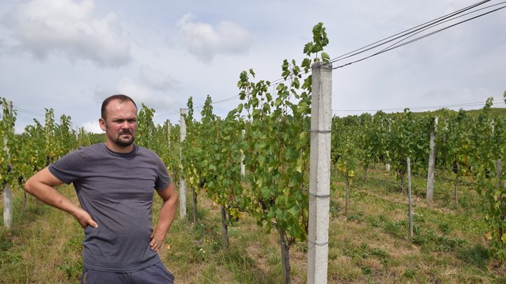 Félidejéhez érkezett a csemegeszőlő szezonja - A tavalyihoz hasonló árakat tapasztalunk. Fotó: Kárpátinfo/Kovács Elemér