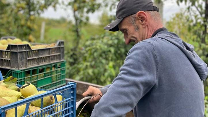 Almatermesztés 2024 - Jelentős aszálykárokkal. Fotó: Kárpátinfó/ Kovács Elemér