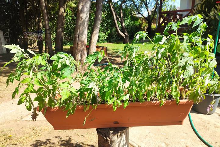 Indul a palántaszezon - Kockázat nélkül nem megy