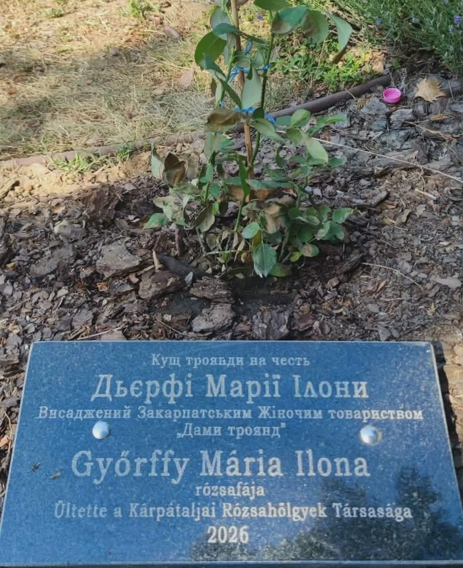 Győrffy Mária előtt tisztelgett a Kárpátaljai Rózsahölgyek Társasága - Rózsába zárt emlékezet