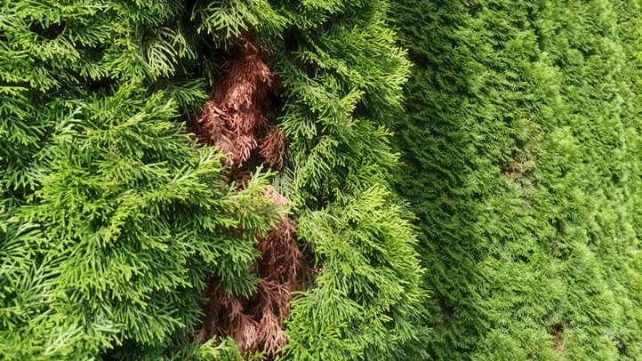 Rendszeres öntözés nélkül nem megy - Barna foltok a tuján. Mi lehet az oka?