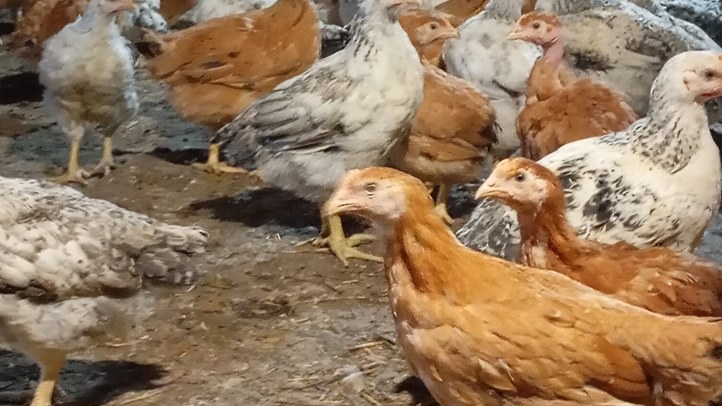 Elrajtolt a csibeszezon - Kedvező időjárásra várva