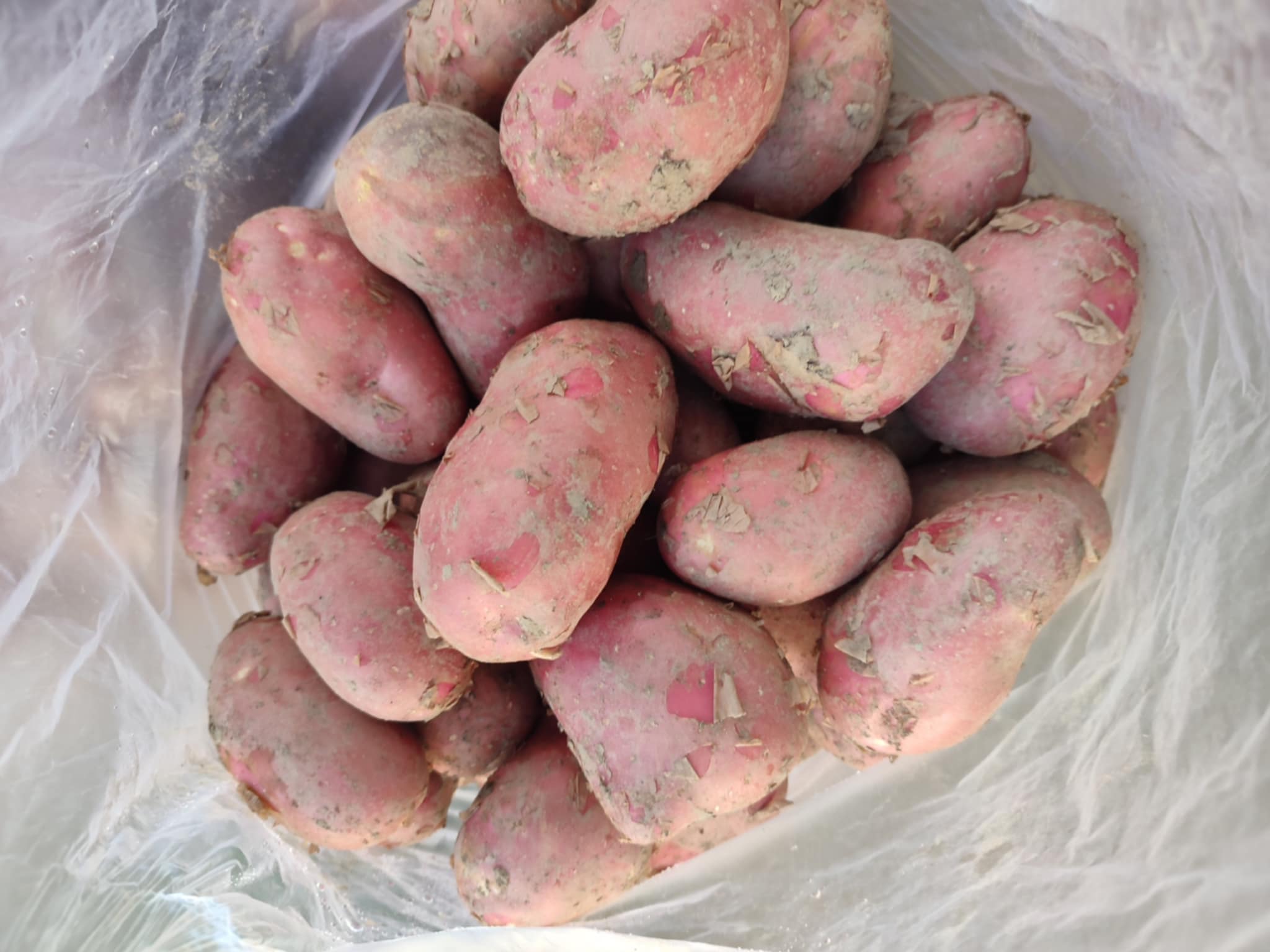 Egyre több perspektivikus burgonyafajta kerül a köztermesztésbe