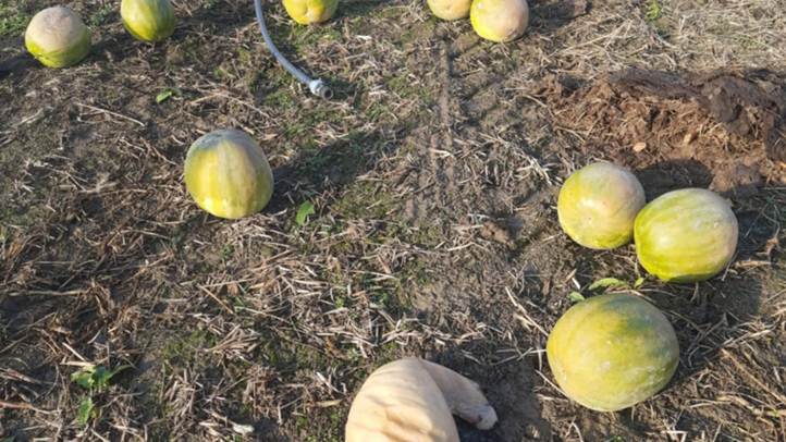 A dinnye az alacsony ár miatt néhol ott maradt a földeken