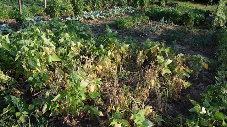 A hőségben felsül a paszuly is. Fotó: Kárpátinfo/Kovács Elemér