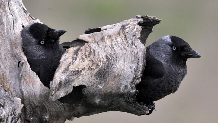 Csókák (Fotó: MTI/Kovács Attila)