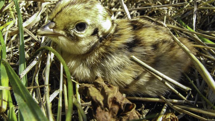 Ivóvíz hiányában a fácáncsibék könnyen elpusztulhatnak