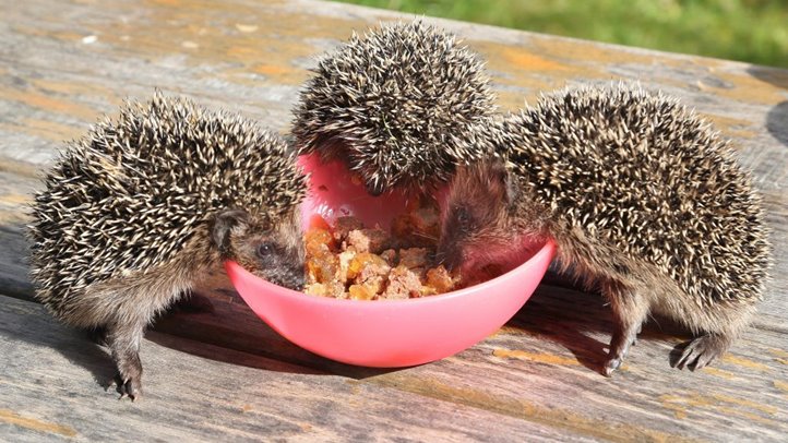 Őszi vendégek a kertben: így vigyázzunk a sünökre és a madarakra!(Fotó: MTI/EPA/Wolfgang Kumm)