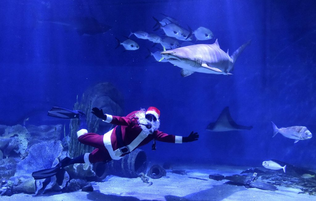 Mikulásnak öltözött búvár a melbourne-i Sea Life Akváriumban (Fotó: MTI/EPA/Julian Smith)
