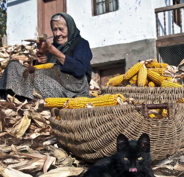 Kukoricafosztás_Patakfalva_BalázsÖdön