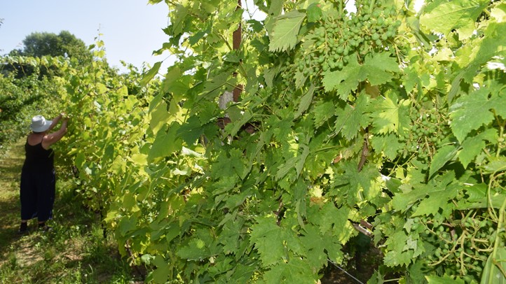 Szőlősgazdák: a lecke feladva - Előretört a peronoszpóra, támad a fakórothadás. Fotó: Kárpátinfo/Kovács Elemér